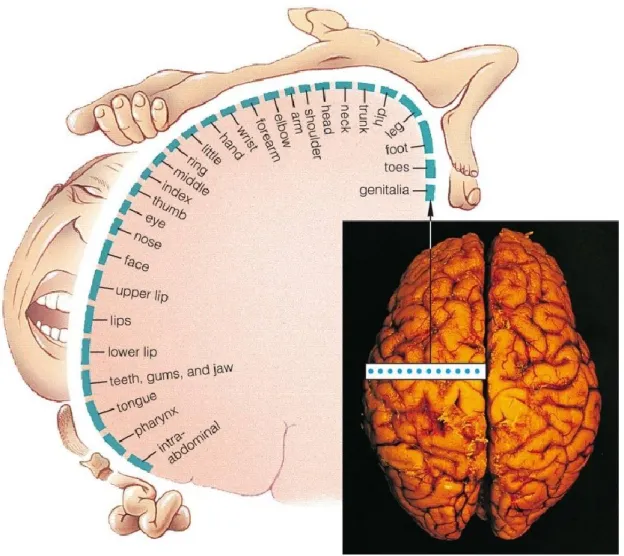 Figure 2-3 Primary motor cortex function mapping (adopted from StudyBlue) 