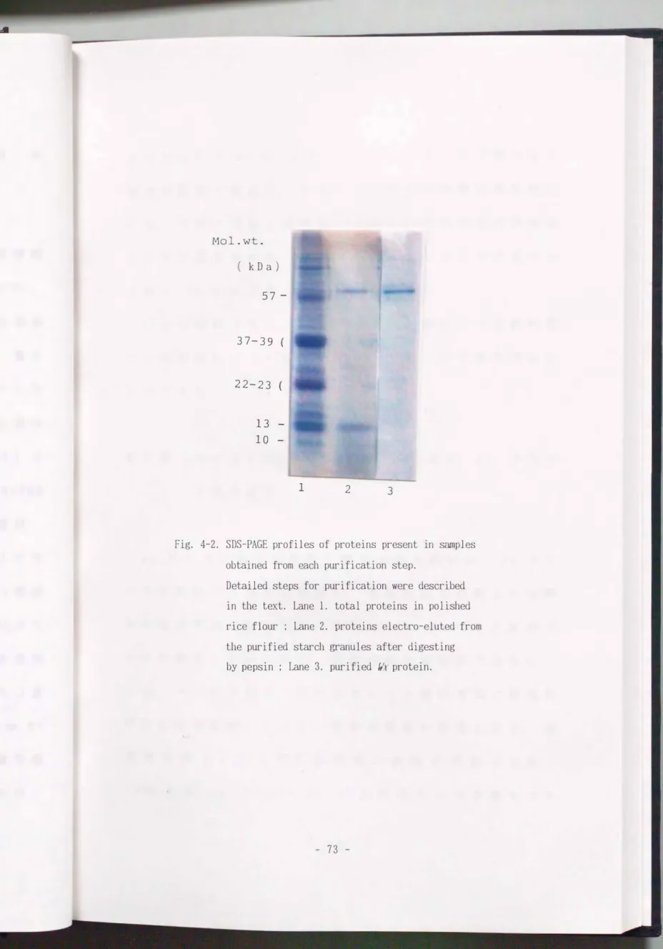 Fig.  4-2.  SDS-PAGE  profiles  of  proteins  present  in  samples  obtained  from  each  purification  step