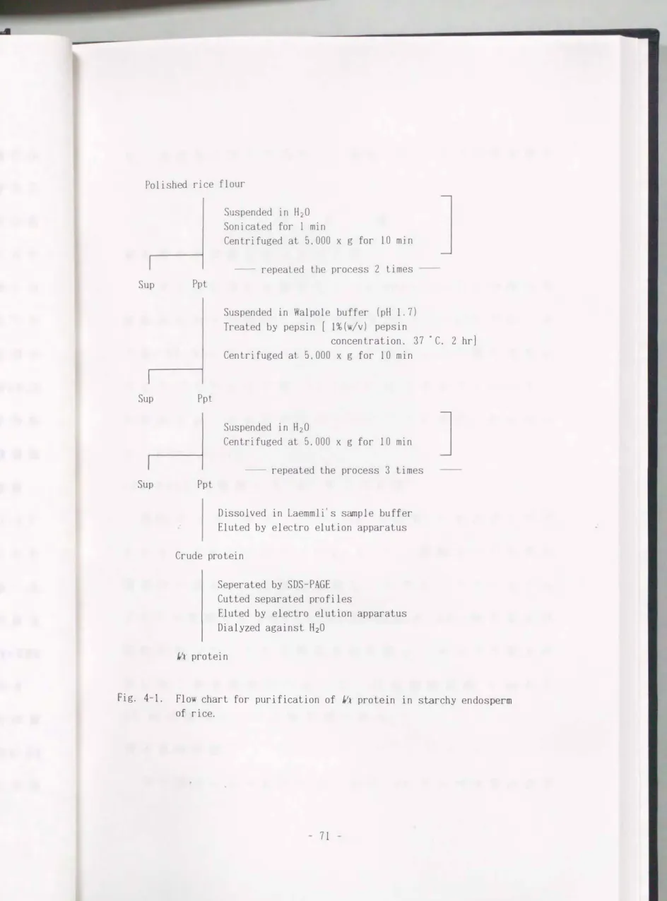 Fig.  4-1.  Flow  chart  for  purification  of  I/r  protein  in  starchy  endosperm  of  rice