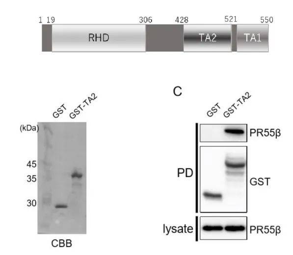 図  6. PR55β  を介した  RelA  の  TA2  ドメインと  PP2A  間の直接相互作用 