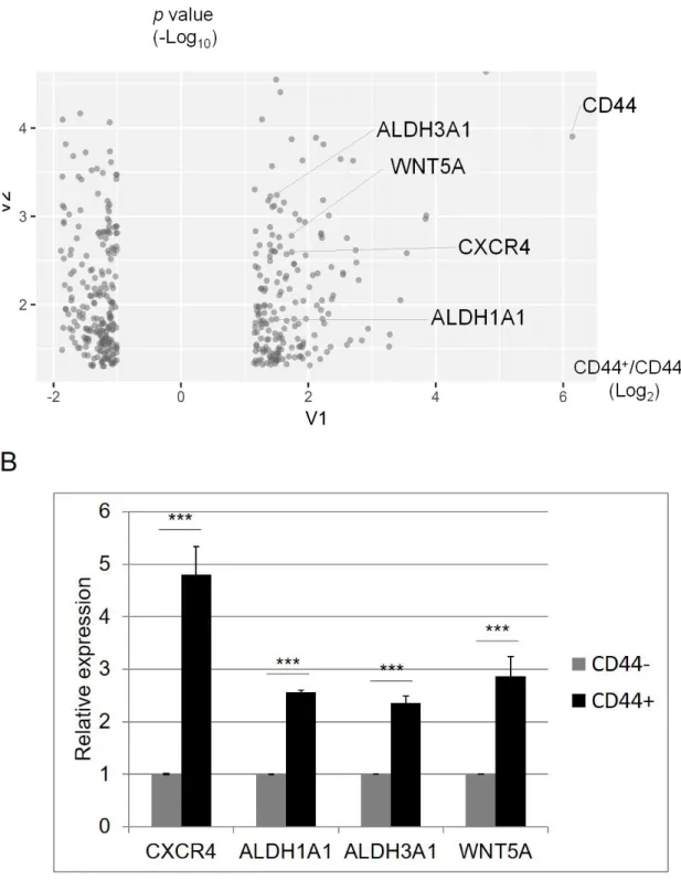 図 22.  マイクロアレイを用いた CD44 陽性細胞および陰性細胞の網羅的発現解析 