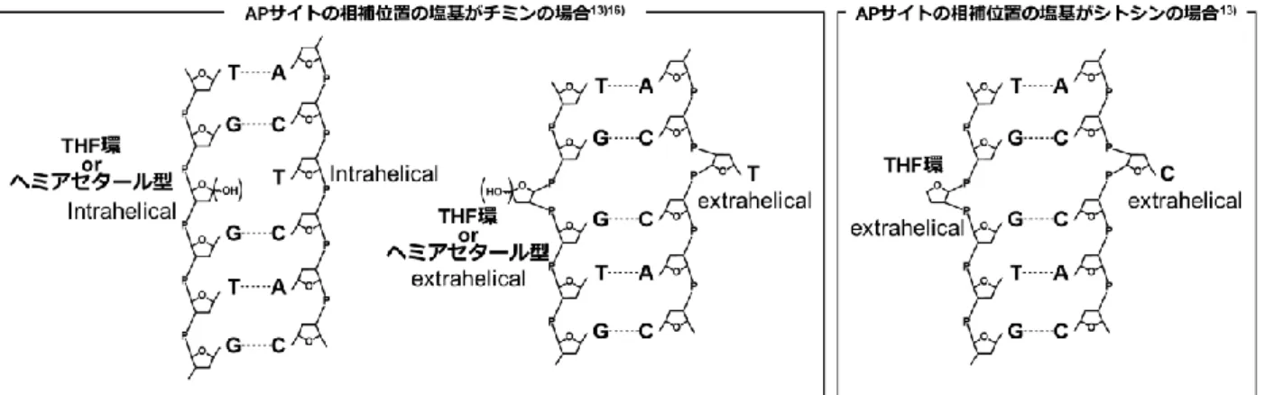 Fig. 1-7  Apurinic  サイトを有する  DNA の高次構造