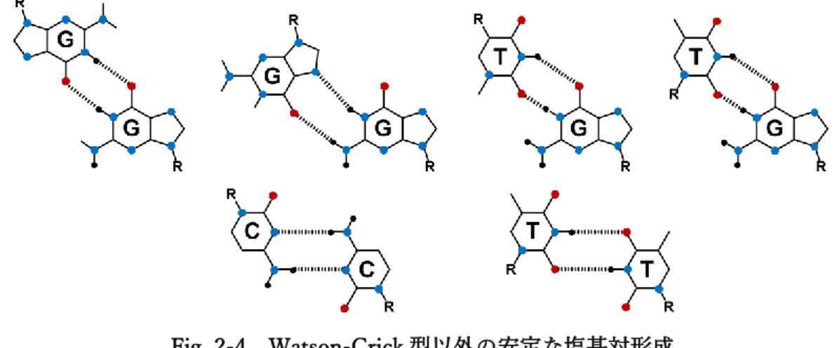 Fig. 2-4  Watson-Crick 型以外の安定な塩基対形成