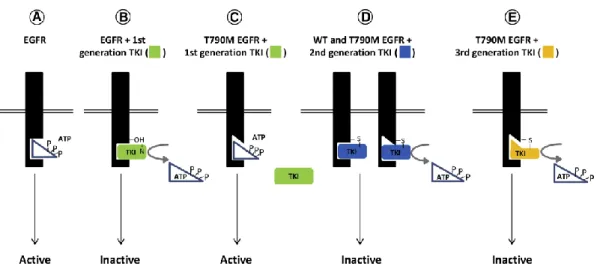 Figure 2. Model depicting the effects of 1st, 2nd and 3rd generation TKIs in receptor activity of WT,  mut and T790M EGFR molecules 10