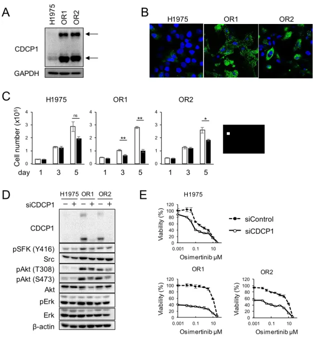 Figure 12. (A) Expression levels of CDCP1 protein in three cell lines by western blot analysis