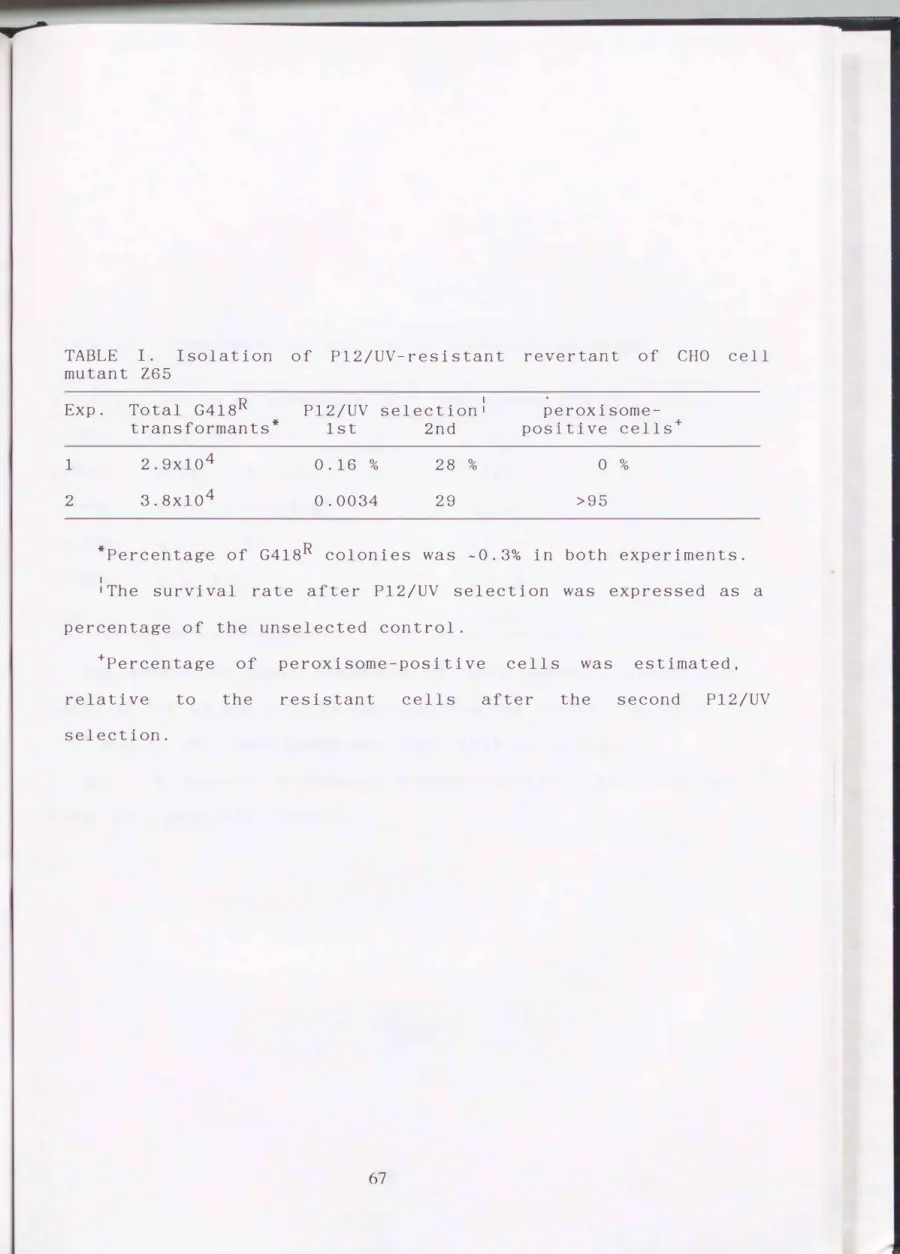 TABLE  I.  Isolation  of  Pl2/UV-resistant  revertant  of  CHO  cell  mutant  Z65 