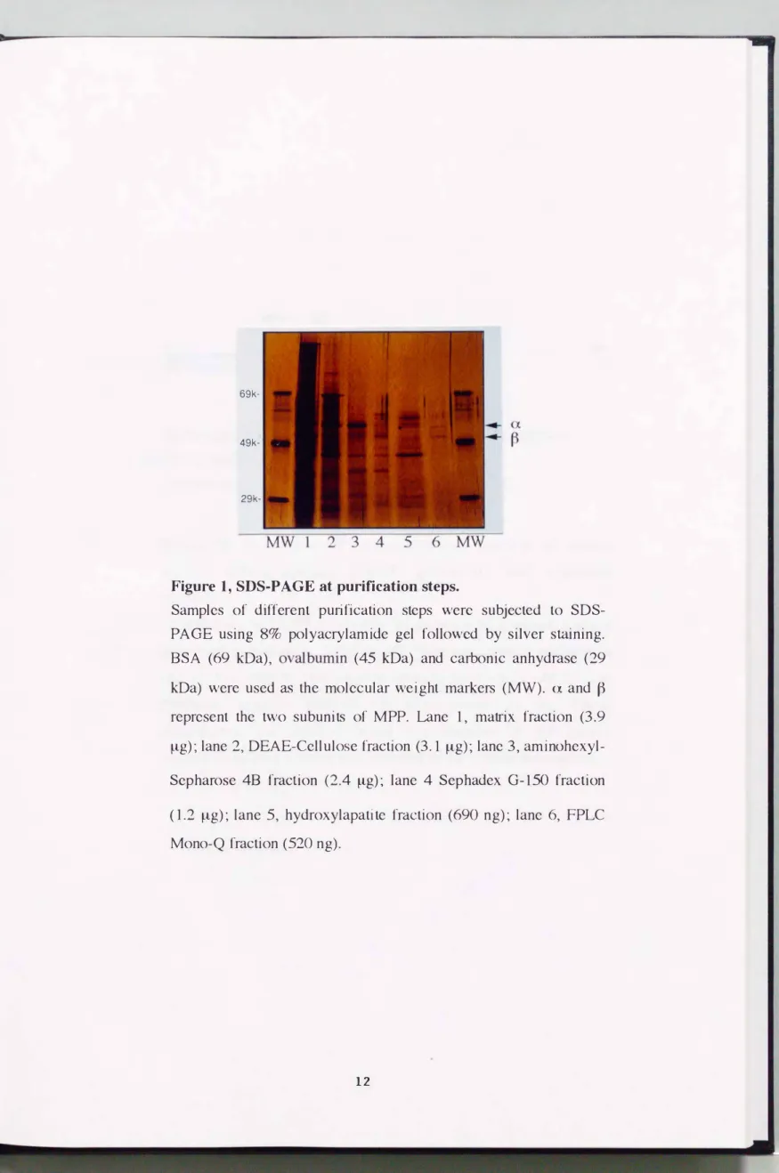 Figure  1,  SDS-PAGE  at purification  steps. 