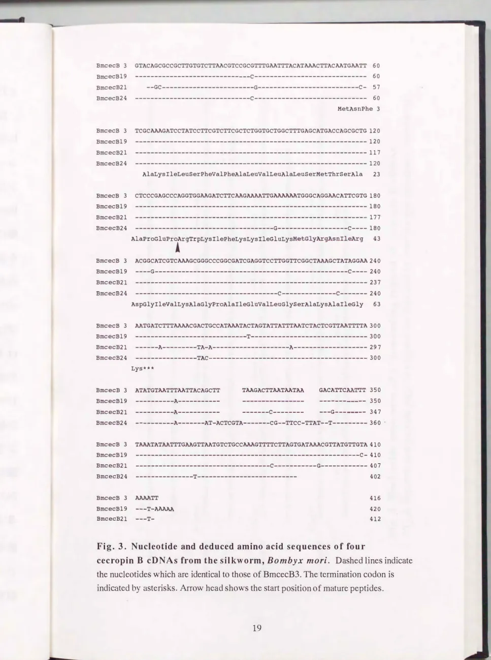 Fig.  3.  Nucleotide  and  deduced  amino  acid  sequences  of  four 