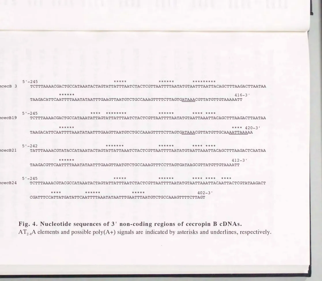 Fig.  4.  Nucleotide  sequences  of  3'  non-coding  regions  of  cecropin  B  cDNAs. 