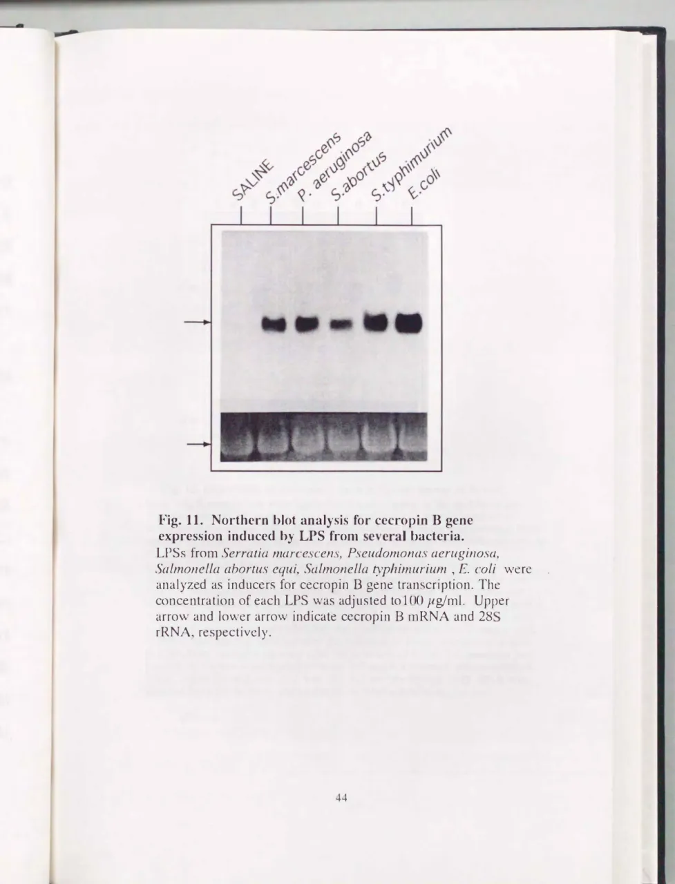 Fig.  11.  Northern  blot analysis  for cecropin  B  gcne  expression  induced  by  LPS  from  several  bacteria
