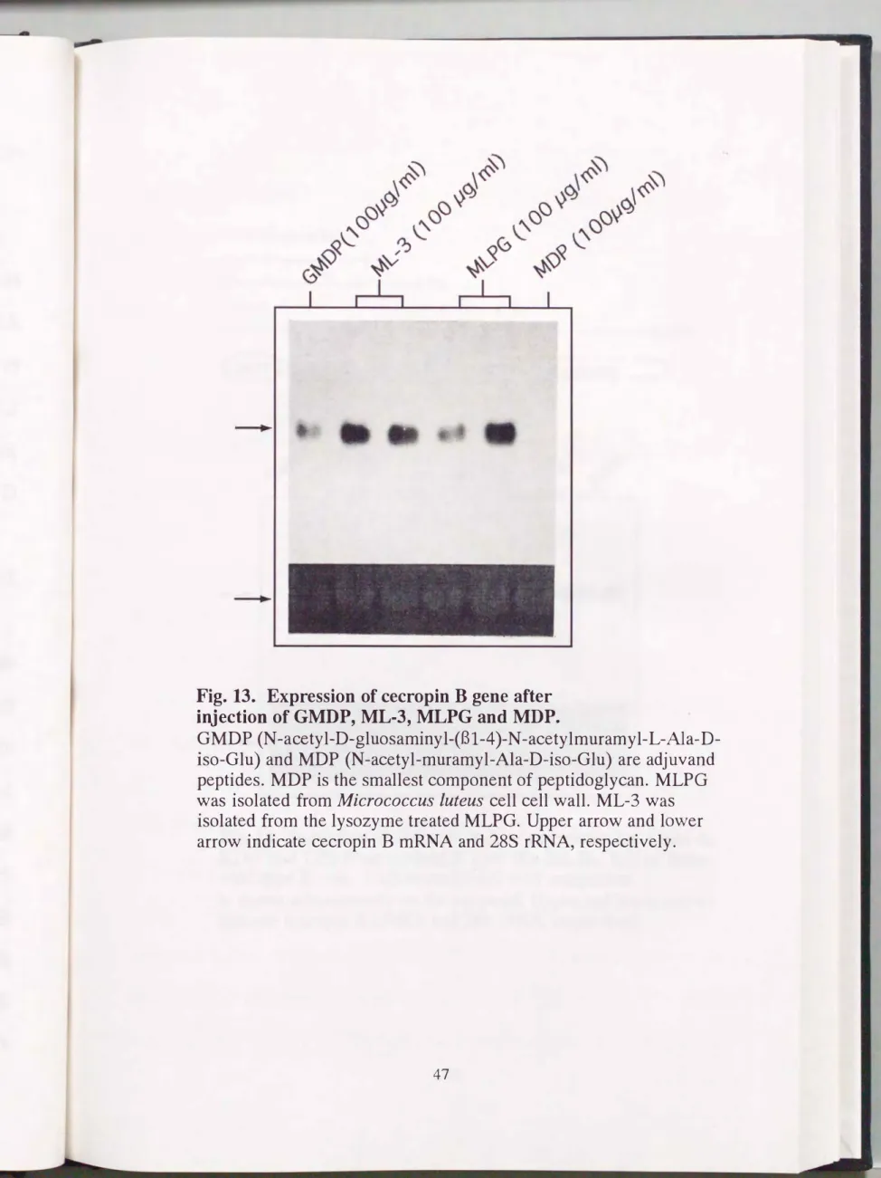 Fig.  13.  Expression of cecropin  B  gene after  injection of GMDP， ML-3， MLPG and MDP