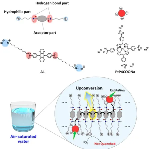 Figure  2-2.  Schematic  illustration  of  the  aqueous  TEM-UC  system. Amphiphilic  acceptor  A1  self- self-assembles  in  water  to  form  monolayer  membranes  which  are  stabilized  by  hydrophobic  and  hydrogen bonding interactions