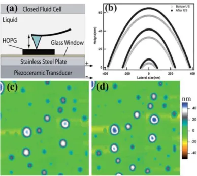 Figure  1.5  (a)  Schematic  representation  of  the  modified  closed  fluid  cell  for  in  situ  ultrasound  application  and  tapping-mode  AFM  imaging;  (b)  the  crosssectional  profiles  of  three  pairs  of  nanobubbles