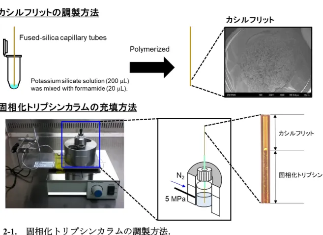 図 2-1.  固相化トリプシンカラムの調製方法． 