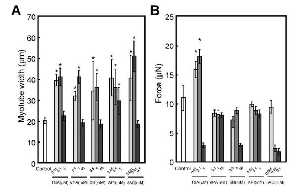 Figure 1-3. (A) Quantitative image analysis of myotube width in tissue-engineered skeletal  muscle tissue constructs