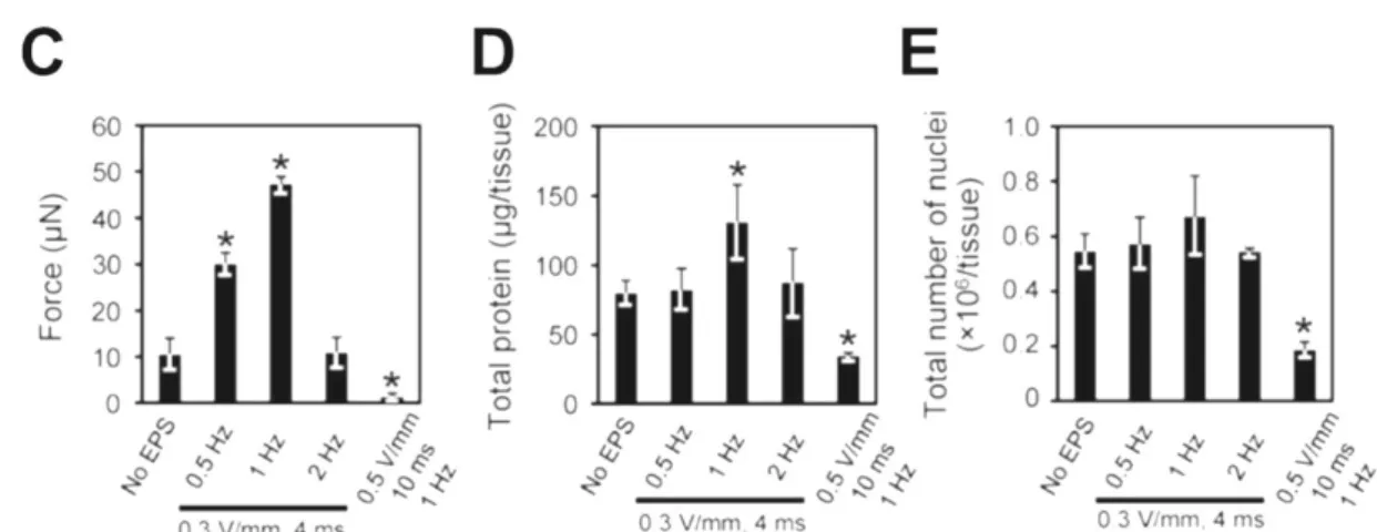 Figure 2-1. The effects of EPS on in vitro skeletal muscle tissues from days 4 to 7. 