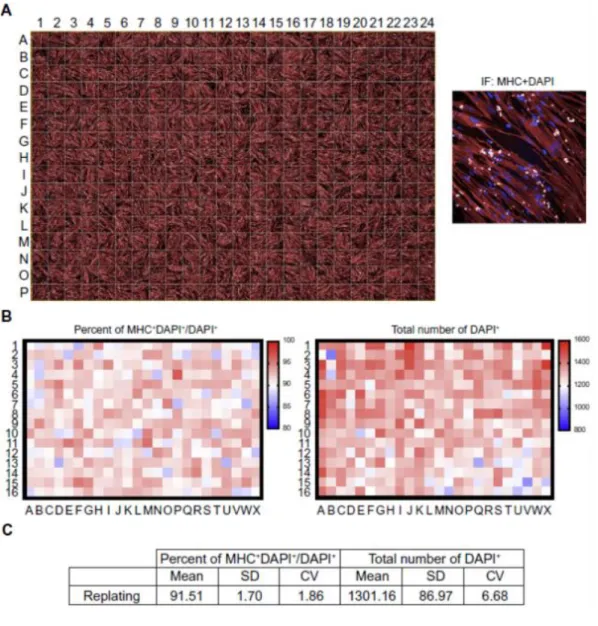 Figure 2-5. (A) A shematic of muscle differentiation protocol beginning with MyoD- MyoD-hiPSc