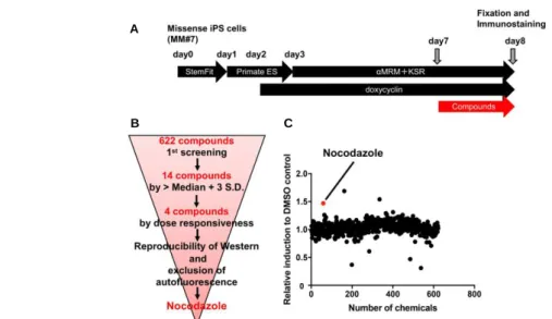 Figure 2-7. (A) Schematic representation of the protocol for myocyte differentiation and small molecule screening