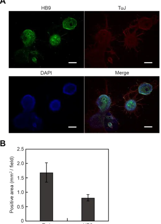 Figure 3-1. Motor neuronal differentiation of mouse iPS cells by SDIA method. iPS cells were  cultured on PA6/N feeder for 8 days