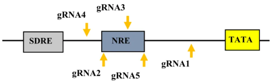Fig. 4-1 Schematic of dCas9 activation system structure and gRNA locations in OVA gene  prompter region