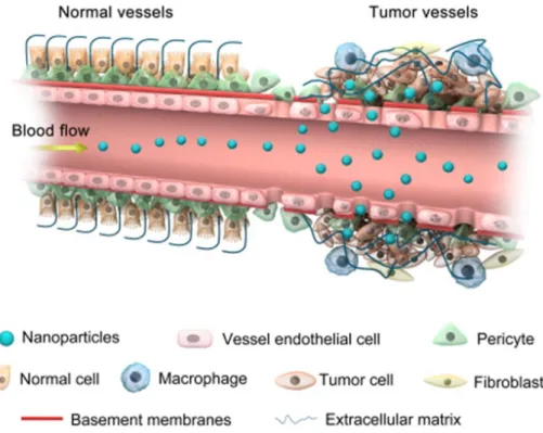 Fig. 1.2. Accumulation of nanoparticles in tumor tissues via the EPR effect. Reprinted with  the permission from ref  26 
