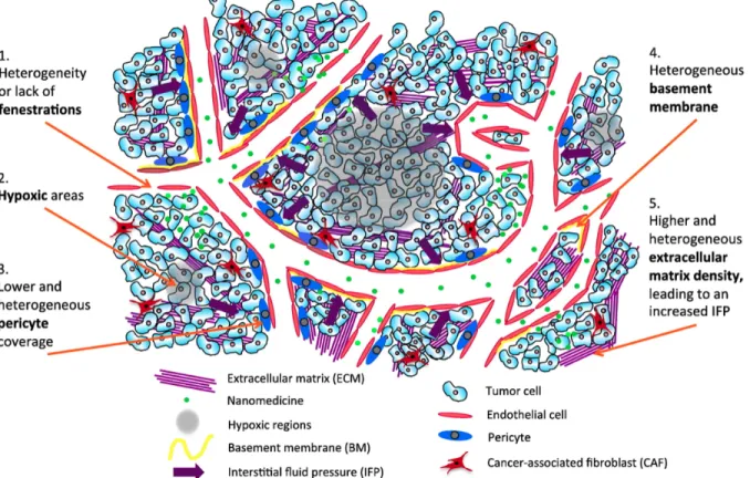 Fig. 1.4. Schematic representation of the passive targeting of nanomedicine (EPR effect) in 