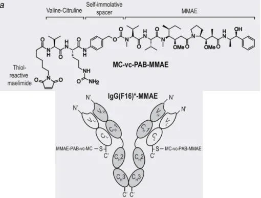 Fig. 2.1. Chemical structure of the MC-vc-PAB-MMAE drug and schematic representation  of IgG(F16)-MMAE