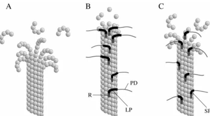 Fig. 3. Schematic illustration of disassembling  microtubules in the presence or absence of MAP4  variants