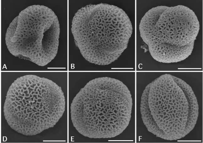 図 4.  開花前に採集したシロイヌナズナ花粉を種々の固定法と脱水(乾燥)法で処理した場合の走査電顕像.  A.  無固定・自然乾燥. B.  アセトン固定・自然乾燥. C