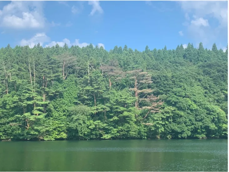 図 1-1  マツ材線虫病の被害を受けたアカマツ（佐賀県嬉野市嬉野町， 2019 年 8 月）