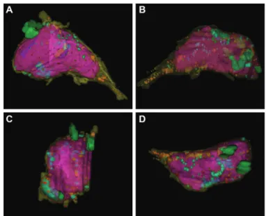 Fig. 3.  3D reconstruction of an endothelial cell in angulus  venosus. A-D. Various angle views