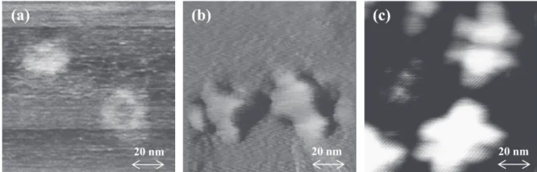 Fig. 9.  Surface protrusion images observed by STM for CO diffused samples at 1100 ℃  for 0.5 (a), 1.0 (b), and 2.0 h (c).