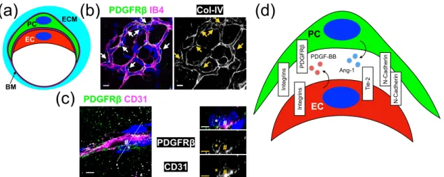 Figure 1. Structure and molecular interactions of PCs and ECs. (a) Schematic representation of the circumferential cross section of a PC-covered blood vessel