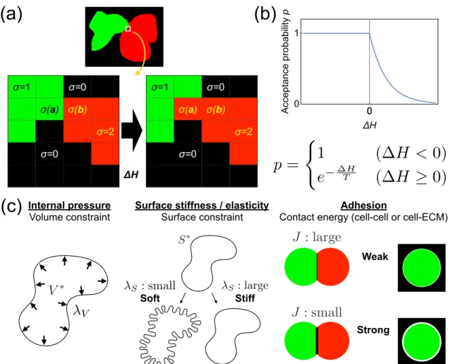 Figure 2. Schematic representation of the CPM. (a) Schematic lattice image. Colours represent cell types σ