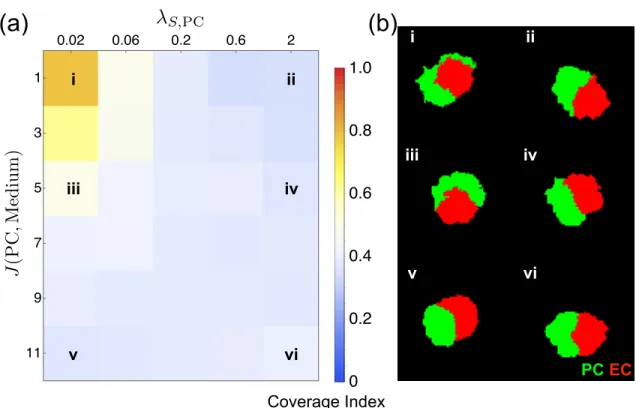 Figure 5. The combination of PC surface softness and preferential ECM adhesion of PCs reproduced PC wrapping in CPM
