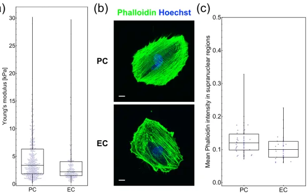 Figure 8. PCs have stiffer surface properties than ECs in vitro. (a) Young’s moduli of PCs and ECs measured by AFM