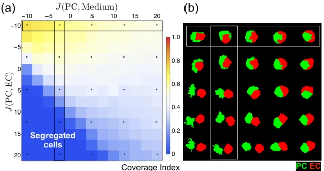 Figure 9. The relative effects of cell–cell and cell–ECM adhesion under the experimentally measured elasticity ratio in CPM
