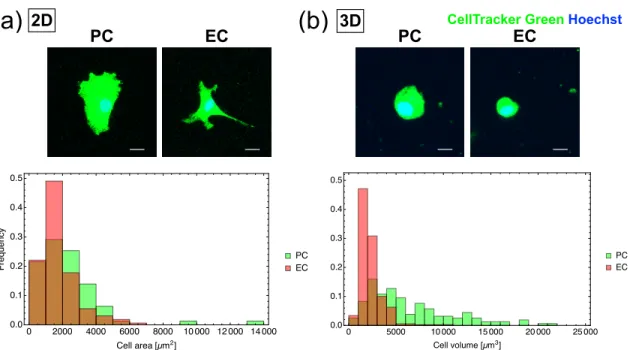 Figure 11. PCs were larger than ECs in vitro. Top: Representative confocal images.