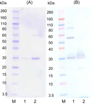 図 25.  可溶型 scFv の SDS-PAGE 