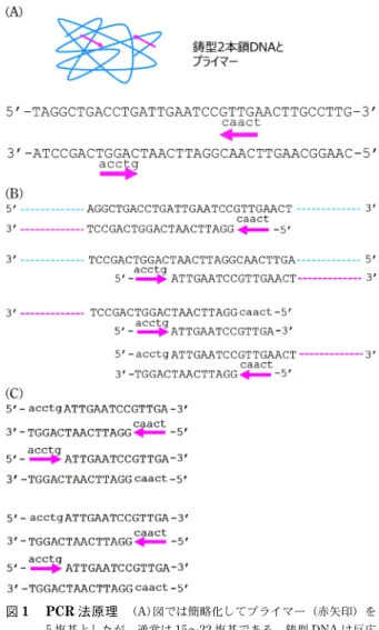 図 1 PCR 法原理 (A)図では簡略化してプライマー（赤矢印）を 5 塩基としたが，通常は 15～22 塩基である。鋳型 DNA は反応 系が 95 °C になると 2 本鎖 DNA 状態から 1 本鎖になり，特異 的な塩基配列を持つプライマーが結合できる状態となる。プラ イマーは反応系が 55 °C に低下する間に特異的な場所に結合す る。 (B)プライマーからの DNA 合成は 5′ から 3′ の方向に行われる。 (C)PCR サイクルを繰り返すことでプライマーに挟まれた領域 が増幅する。 表 4