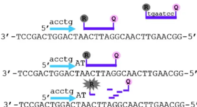 図 2 リアルタイム PCR 法（プローブ加水分解法）。 図では， プライマー，プローブ簡略化して記載した。水色矢印：プライ マーは通常 15～22 mer である。紫色：プローブはプラーマーよ り，Tm 値を高くするために 25 mer 程度にする。プローブはプ ライマーより，Tm 値が高くなるように設計することで，プラ イマーより先に結合する。DNA ポリメラーゼは，先に結合して いるプローブを加水分解して合成を進める。プローブは，R（レ ポーター）と Q（クエンチャー）が離れると蛍光を発するよう に設