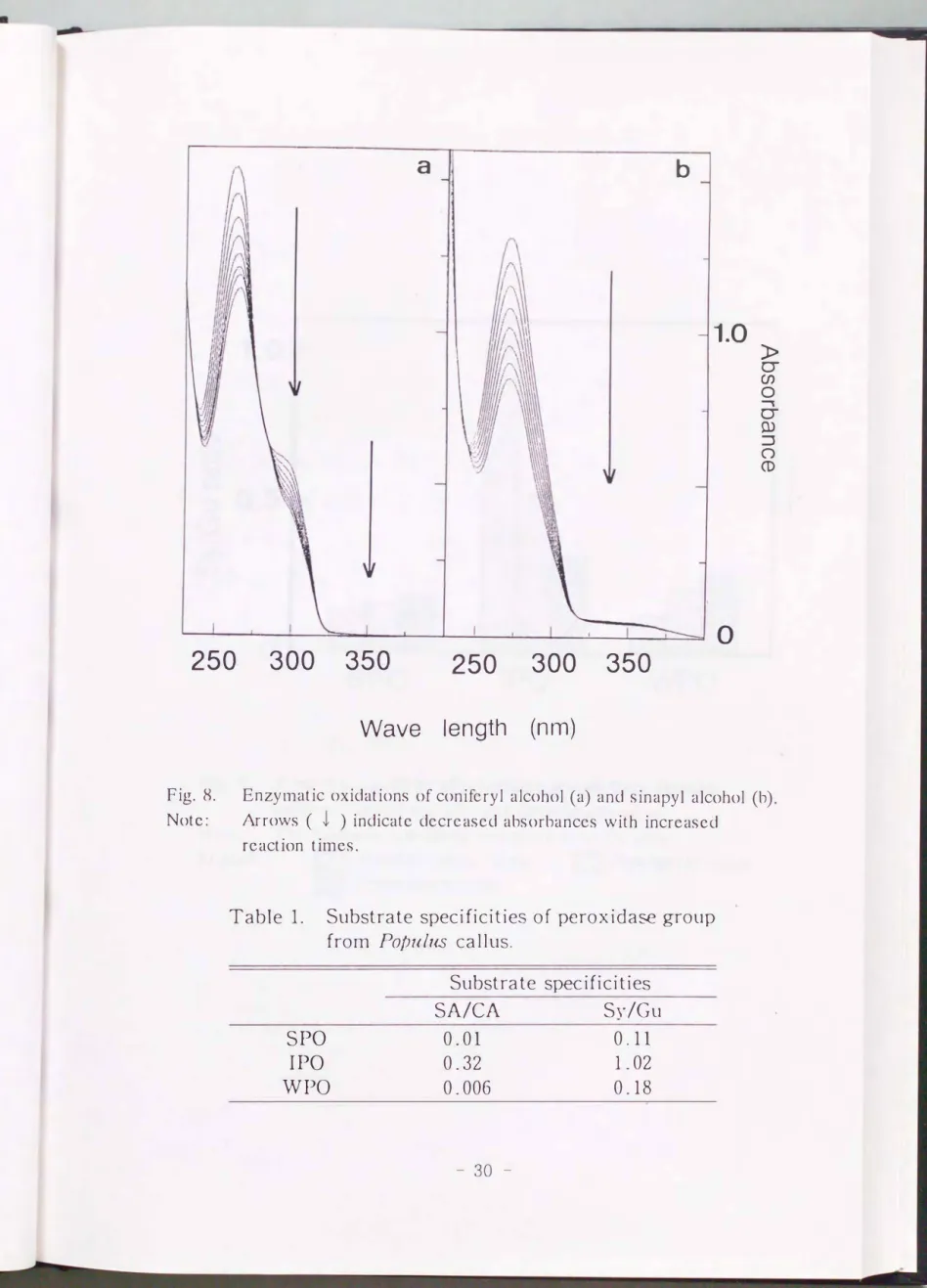 Fig.  8.  EnzYlnatic  oxidations  of  conifcryl  alcohol  (a)  and  sinapyl  alcohol  (b)  Note:  Arrows  (↓)  indicate  dccrcascd  absorbances  with  increased 