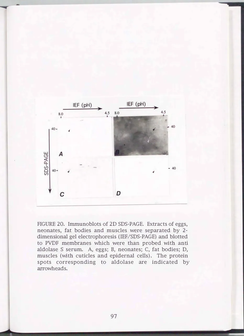 FIGURE  20.  Immunoblots  of  2D  SDS-PAGE.  Extracts of  eggs,  neonates,  fat  bodies  and  muscles  were  separated  by   2-dimensional  gel  electrophoresis  (IEF/SDS-PAGE)  and  blotted  to  PVDF  membranes  which  were  than  probed  with  anti  aldo