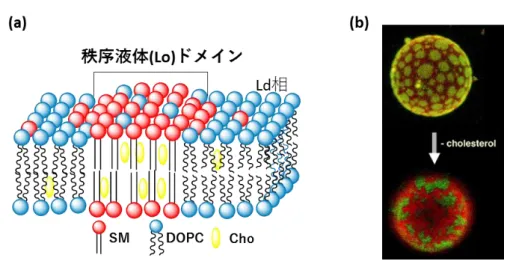図 1-7  (a) Lo ドメインと液晶相の相分離の模式図と(b)DPPC/DOPC/Cho の 3 成分系 膜における蛍光プローブ DiIC18 ( 赤色 )  と Bodipy-PC ( 緑色 ) による共焦点蛍光顕微 鏡イメージ  3 成分系膜中に円形のドメインが形成され、相分離が起こる（上）一方で、