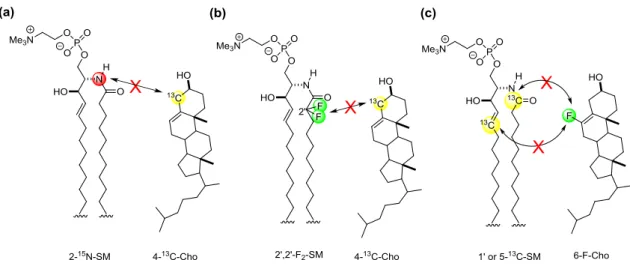 図 1-10 SM-Cho 分子間での REDOR 解析で用いた標識体の構造  (a)2- 15 N-SM と 4- 13 C-Cho (b)2’,2’-F 2 -SM と 4- 13 C-Cho (c)1’ or 5- 13 C-SM と 6-F-Cho  いずれの場 合においても、標識核間の磁気双極子相互作用は観測されていない。  当研究室では SM 分子間で水素結合を形成することが可能かどうかを評価するた めに、膜中での水素結合形成に関与する SM のアミド部分の配向解析を行った 109) 。 アミド