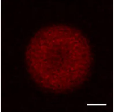 図 2-14  30°C における共焦点蛍光顕微鏡を用いた SSM/POPC/Cho(30:60:10)の GUV 観測  0.1 mol%の  TexasRed DPPE による蛍光イメージ。白色のバーは 10 µm  を表す。GUV の表面が一様に赤色の蛍光を示し、均一な相の形成を観測した。  2-4-b  三成分系膜におけるSM分子間相互作用の比較とドメイン形成    図2-15aで示すように膜中のtPA蛍光寿命の解析で得られた各成分では、τ 1 は 40.1 ± 3.0 ns、τ 2 は12.4 ±