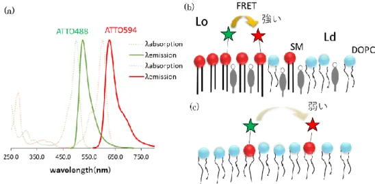 図 3-7 (a)FRET 観測に用いた ATTO488 と ATTO594 の蛍光スペクトル