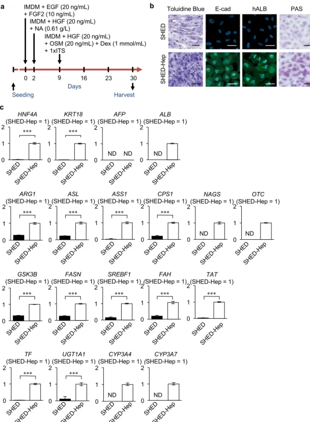 Figure 1.  Generation and hepatic characteristics of SHED-Heps. (a) A schema of hepatogenic induction of  SHED