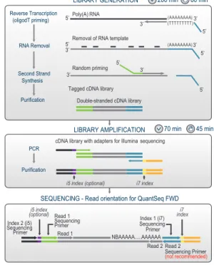 図　QuantSeq 3' mRNA-Seq FWD Kitのワークフロー