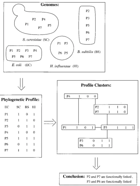 Fig. 2 A and B includes proteins in structural complexes, whereas Fig. 2C shows proteins involved in amino acid  me-tabolism
